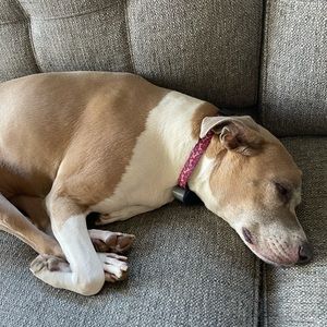 Meet your Posher, Jack